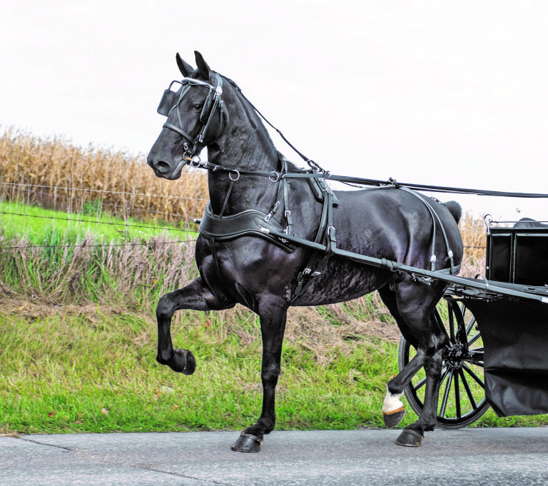 A fine carriage driving horse steps lively, demonstrating the improved, Deep Curve Breast Collar with quick-release buckle, made by Bowman Harness of Millersburg, Ohio. The one-piece collar is set higher to allow for unrestricted shoulder movement and is less likely to rub or pinch.