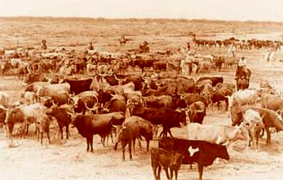 Cattle drives made cowboys