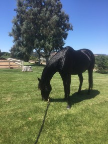  Advisor Brooke Salvini's horse Cole enjoys some grass out in a field. Salvini shares her passion for horses with many of her clients. 
