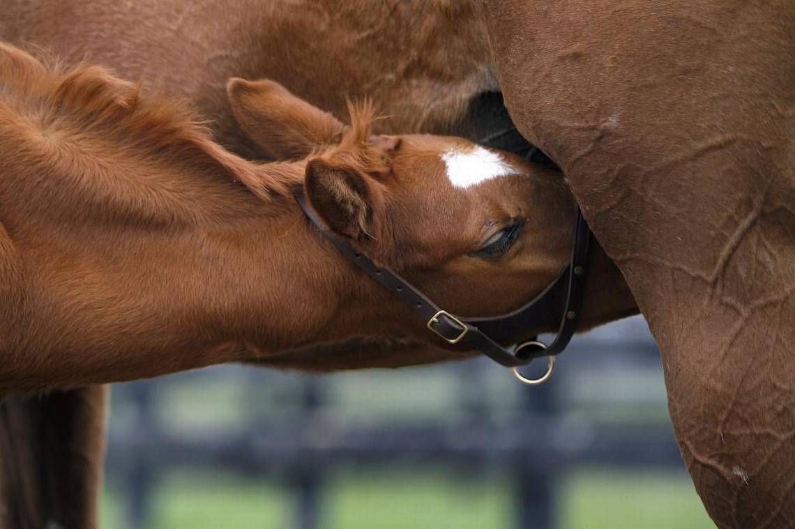 This foal, a colt by Kentucky Derby winner Animal Kingdom, was rejected by his mother at birth, but soon found a new mom in Maizelle, a mare who lost her baby during foaling days before his birth, at Machmer Hall farm in Paris.