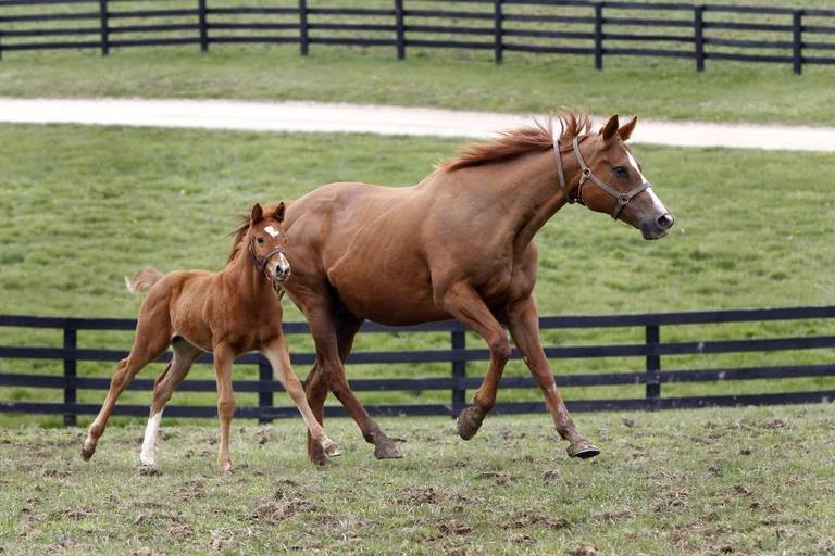 This foal, a colt by Kentucky Derby winner Animal Kingdom, was rejected by his mother at birth, but soon found a new mom in Maizelle, a mare who lost her baby during foaling days before his birth, at Machmer Hall farm in Paris.
