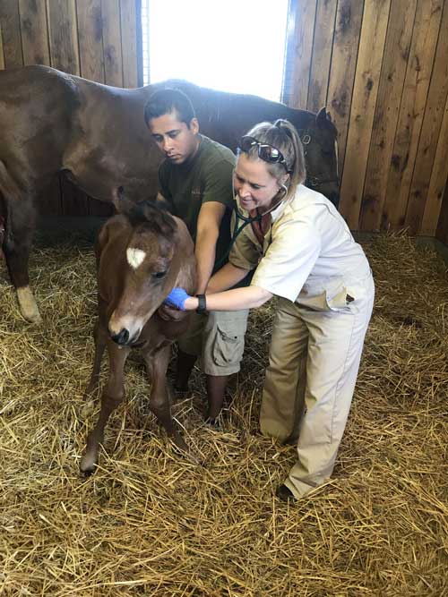 Foal Q & A with Rood & Riddle’s Dr. Laurie Metcalfe
