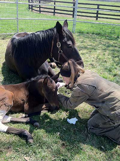 Foal Q & A with Rood & Riddle’s Dr. Laurie Metcalfe