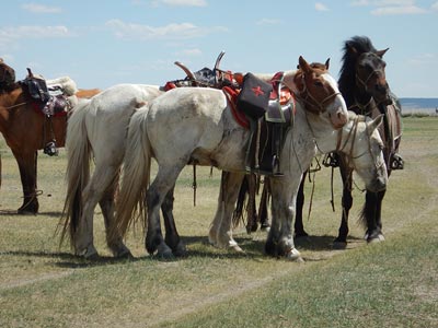 The horses taking a well deserved rest.  The riders of the Gobi Gallop take a break every 10 kilometres or so with a long break at 35 kilometres for lunch. Managing the horses ( and riders!)  endurance is key to the success of the ride. Each rider has two horses that they switch off on.