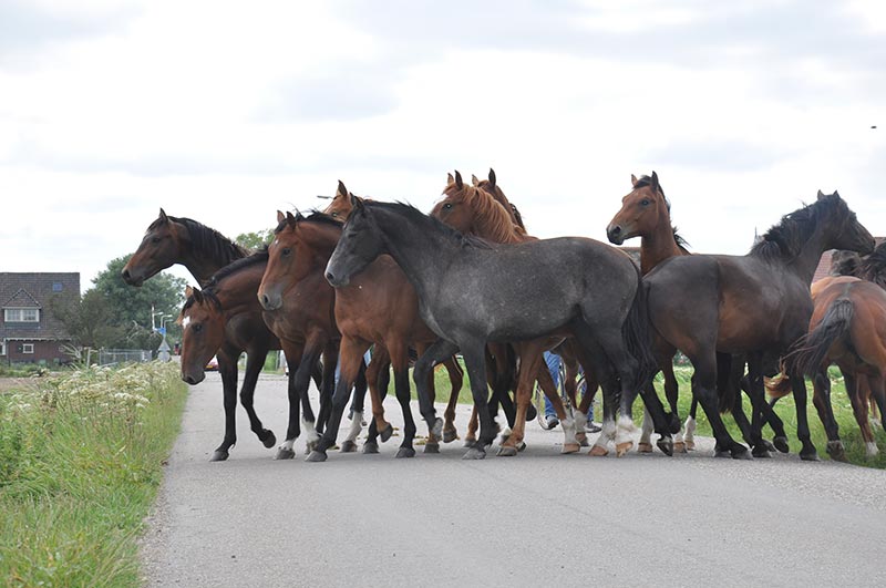 Dutch Warmbloods, a Herd in Friesland