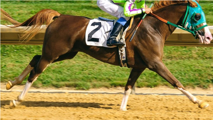 Madgicall 5-year-old filly - Bred by CRE RUN Enterprises…The leading Lifetime Breeders and Owners of Arabian Racehorses in USA 