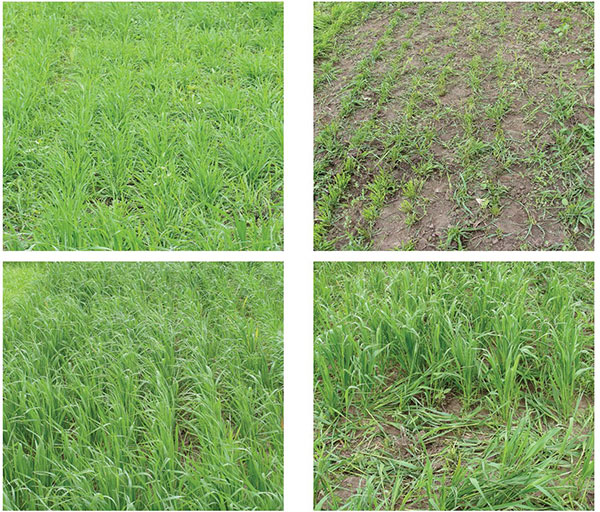 Pre- and post-grazing of winter wheat (highly preferred; top) and spring oat (less preferred; bottom).