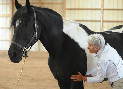 How Myofascial Bodywork Helps Horses by Margret Henkels