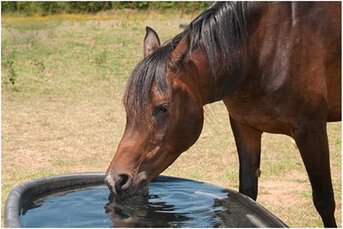 Managing Horses in Hot Weather – Dr. Amy Gill, PhD Equine Nutritionist