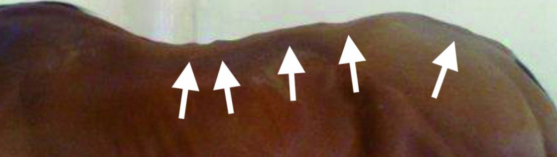 Physical Signs of Damage Caused by Ill-Fitting Saddles