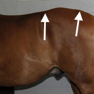 Hunter’s Bump – visible results from a saddle which was too long and exerted too much pressure at and behind the 18th lumbar vertebra.
