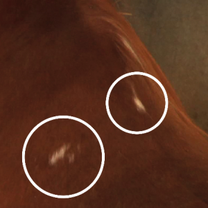 White Hairs – the natural asymmetry of this horse’s stronger left shoulder was not taken into consideration during saddle fitting, resulting in white hairs from pressure at the gullet plate.