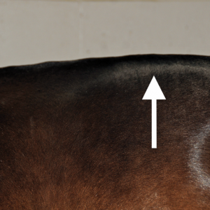 Uneven rump – subluxation of the lumbar vertebrae as a result of pressure at CN11 – causing the horse to block its movement instinctively, yet responding to the rider’s impulse to move forward. The subluxation can be likened to the result of trying to drive a car while the hand brake is on; it will move forward reluctantly with resulting damage that may show up later.