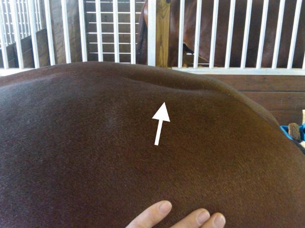 Abnormal muscle development – a saddle which was too long coupled with incorrect training results in an abnormal development of the loin muscle area.