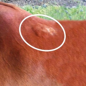 White Hair Marks – white marks as the result of either a saddle pad which was too thick or made using manmade materials that has no ability to “breathe”.