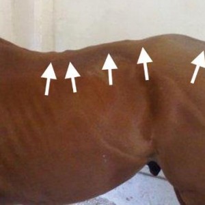 Kissing Spine – this visibly subluxated back all along its length is the result of poor riding over many years compounded with an ill-fitting saddle.