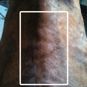 Treeless Saddle Damage – Damage to the dorsal ligament system is often the result of using treeless saddles or from a gullet channel that is too narrow. The rider’s weight will not be equally or optimally distributed over the weight bearing surface of the horse’s saddle support area and sits mainly on the spine.
