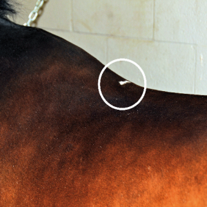 White spots – Saddle pads or horse blankets should be anatomically correct and show a wither relief area at the front to avoid pressure spots manifested in the appearance of white hairs.