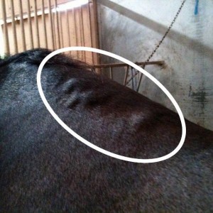 Blisters can result from incorrect tree width or angle, a fall by the horse with the saddle still on it, or sliding saddle pads (among other possible causes including poor riding).