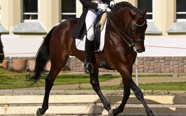 Dressage is an elegant riding discipline
