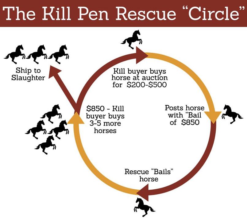 Kill Pen Rescue Circle, graphic courtesy of Equine Assistance Project