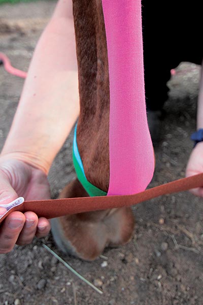 Kinesiology Taping for Horses by Katja Bredlau-Morich