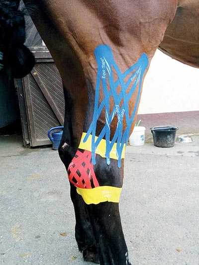 Kinesiology Taping for Horses by Katja Bredlau-Morich
