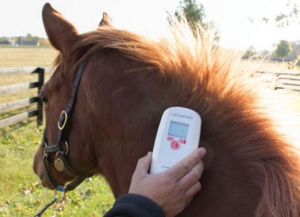 The scanning of a foal using a microchip (The Jockey Club)