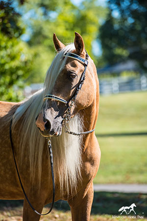 Mountain Pleasure Horse - Equine Info Exchange