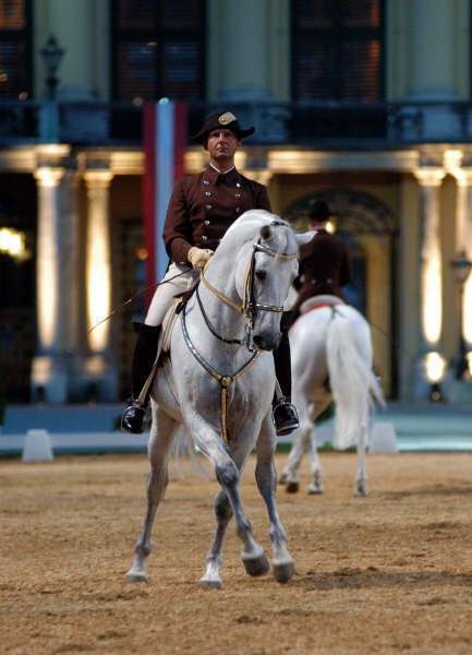 One of the finest horse breeds in the world, the Lipizzaners can trace their lineage back to eight original stallions. (Image source: WikiCommons)
