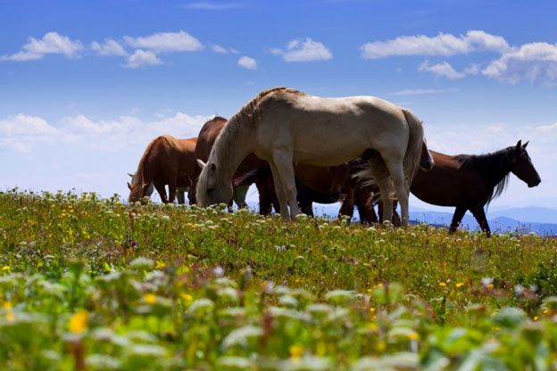 Smarter Grazing for Horses