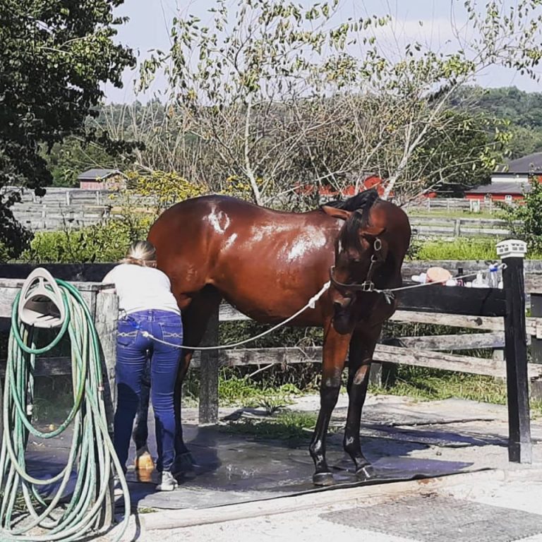 “Excuse me, whatcha doin back there?” – my best friend helps give the filly a bath