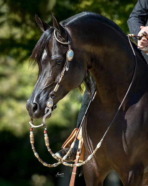 PA Kid Khan, photo courtesy of RBC Show Horses 