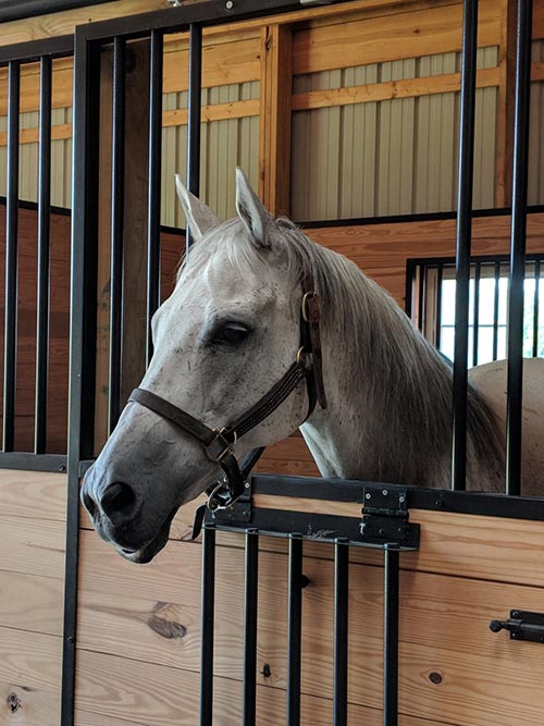 Five Equine Ambassadors Arrive at the TRF Summer Farm at Saratoga