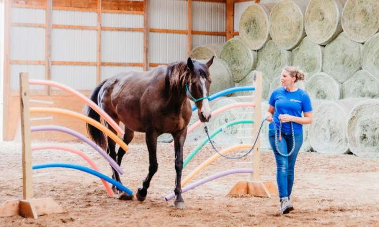 THS now has 11 therapy horses and six employees. (photo courtesy of Dori Fitzpatrick)