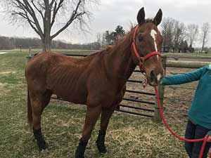 A Quarter Horse named "Rusty" ended up in a Texas kill pen, to the shock and surprise of his former owners. He has since returned home, where his health has improved considerably.