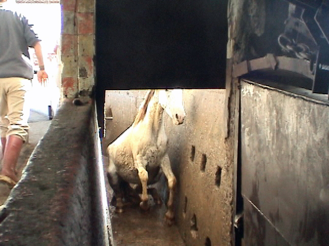 Undercover investigation of Juarez Mexico Horse Slaughter at Rastro Municipal Horse Slaughter Plant, Juarez, Mexico. (Photo credit to the HSUS)