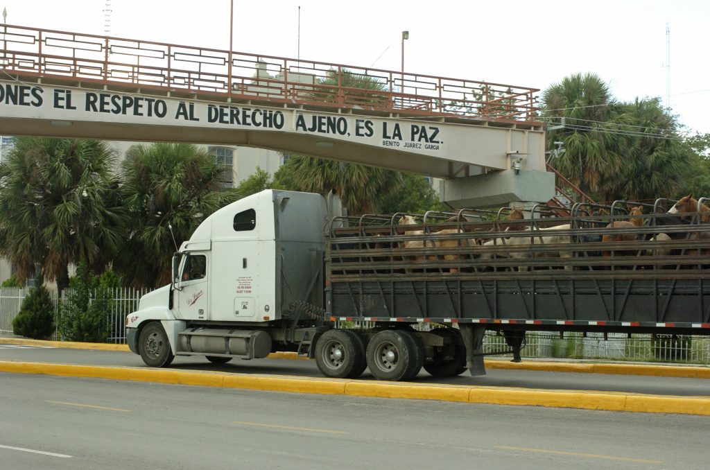 American horses in Mexico heading to slaughter plant (Feature photo and this photo courtesy of HSUS)