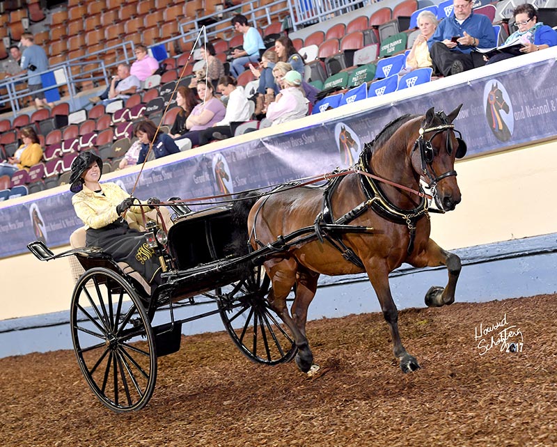 The horse pulling a gig cart is harnessed with Deluxe Show harness, by Smucker Harness Co. of Churchtown, Penn.  