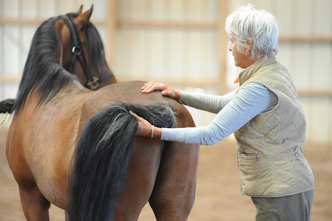 Is Your Horse 100%? by Margret Henkels (photo by Patti Bose)