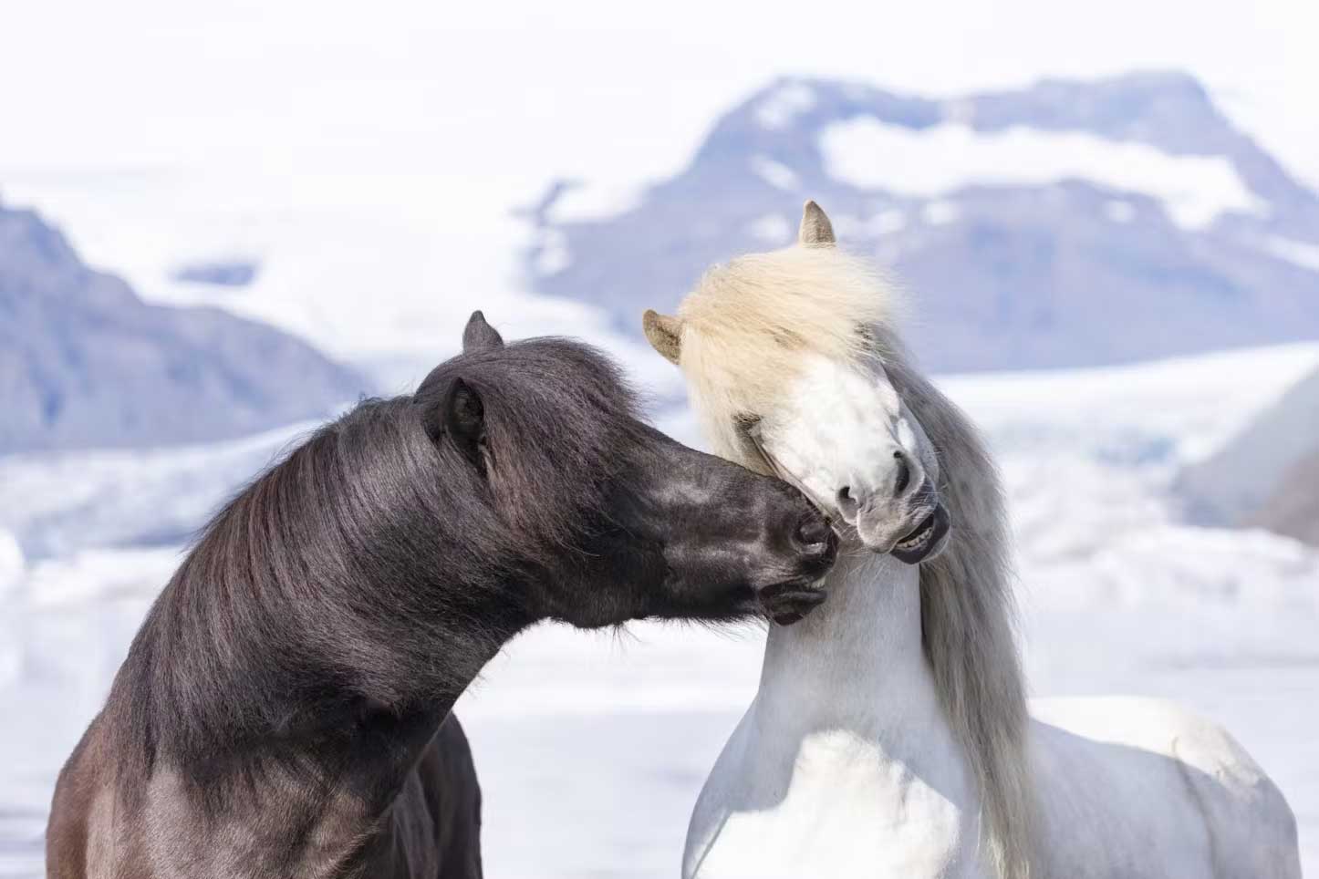 Photos courtesy of the Horses of Iceland