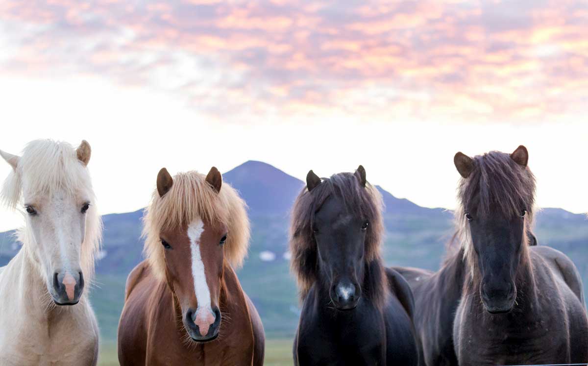 The Icelandic horse has 40 different colors and up to 100 variations.