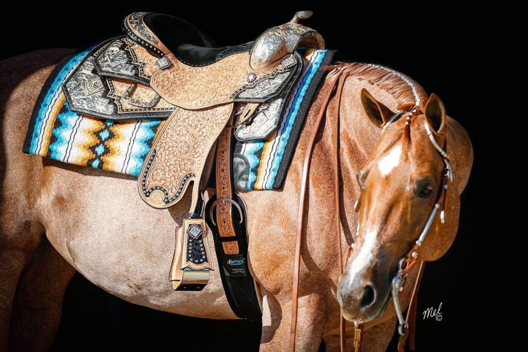A show horse decked out with a custom Harris saddle enhanced with ornate silverwork.