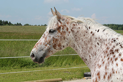 Walkaloosa Horse Assocation