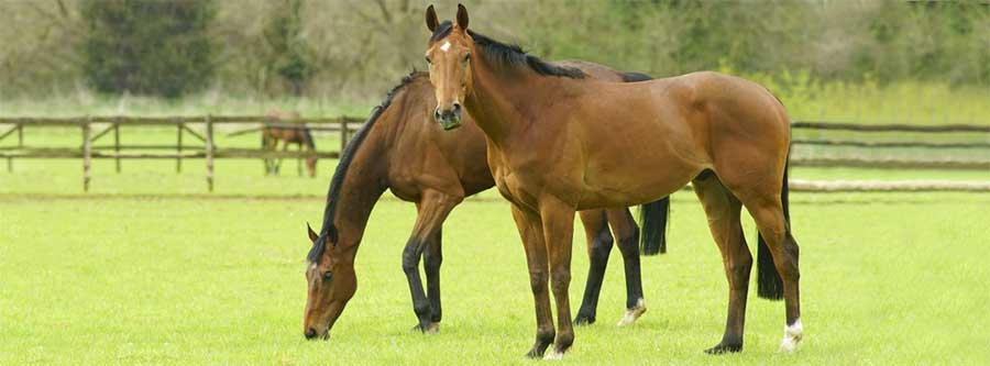 10 Facts About Equine West Nile Virus 