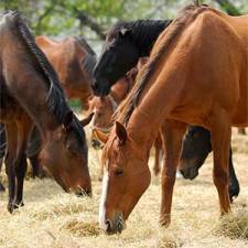 An Equine Methionine Crisis is Brewing