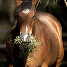 Every Horse Needs These Five Things