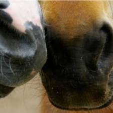 Olfactory Stimulation Enriches Horses’ Environments