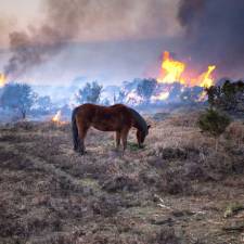 Air Quality and Air Pollution’s Impact on Your Horse’s Lungs