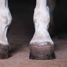 QA With a Veterinarian: Horse Hoof Care
